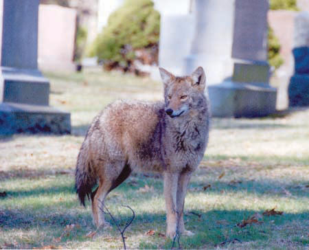 Coyote: A coyote takes in the scene at Cedar Grove Cemetery